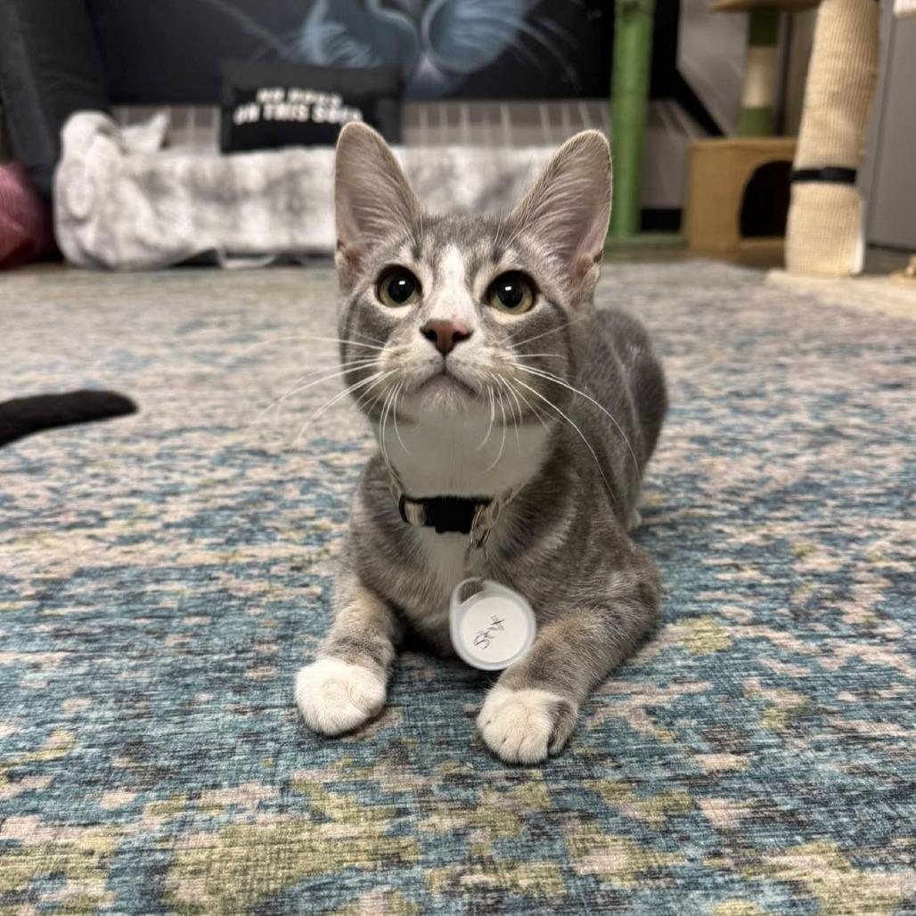 Enlarge Styx, a Adoptable Domestic Short Hair in Huntsville, AL image 4/5