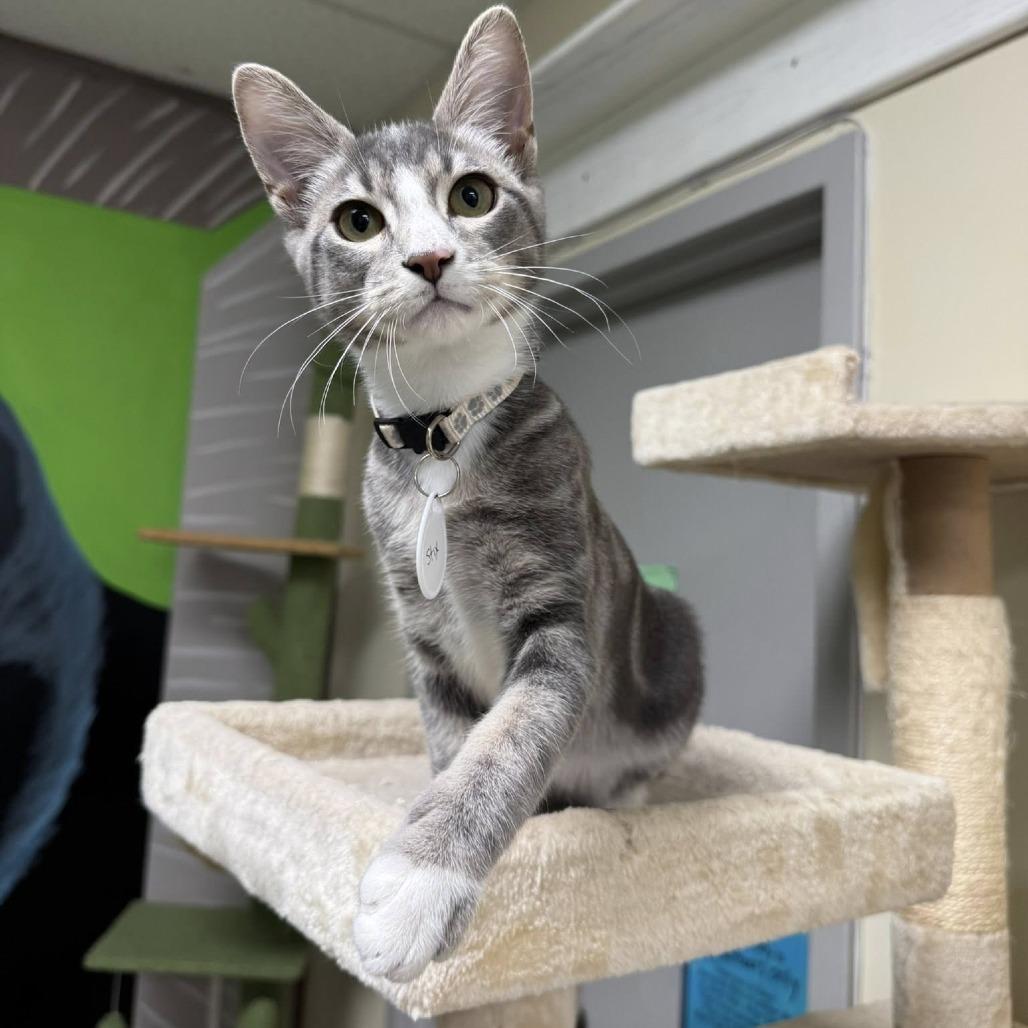 Enlarge Styx, a Adoptable Domestic Short Hair in Huntsville, AL image 5/5