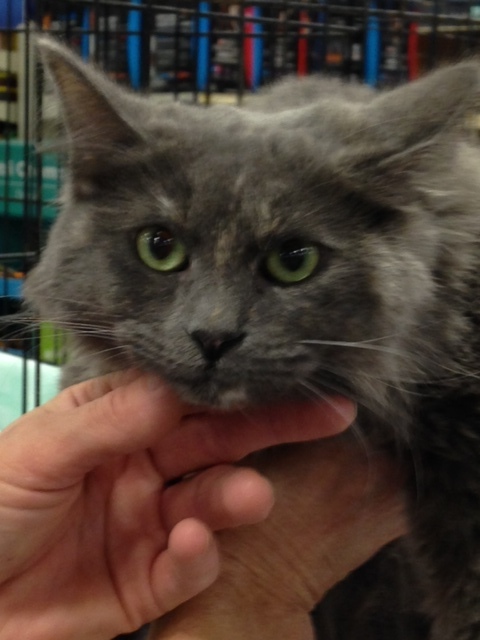 Dora, Adoptable, Young Female Tortoiseshell & Dilute Tortoiseshell.