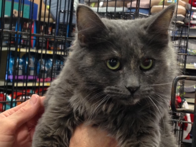 Dora, a Adoptable mixed breed in Beaumont, TX image 2/6