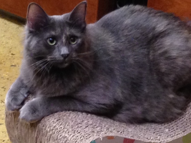 Dora, a Adoptable mixed breed in Beaumont, TX image 3/6