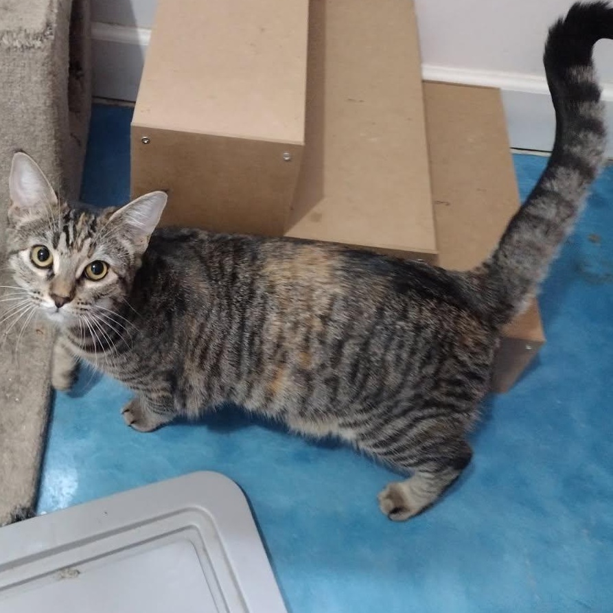 Enlarge Tawny, a Adoptable mixed breed in Prescott, AZ image 4/4