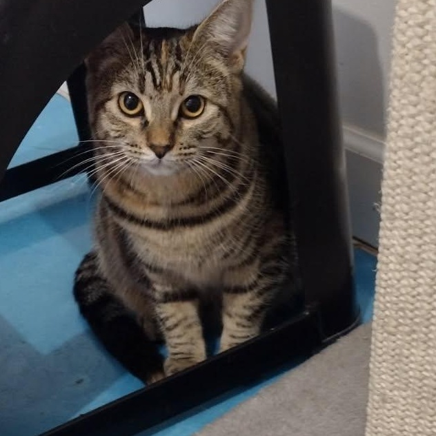 Tawny, Adoptable, Young Female Domestic Short Hair & Tabby.