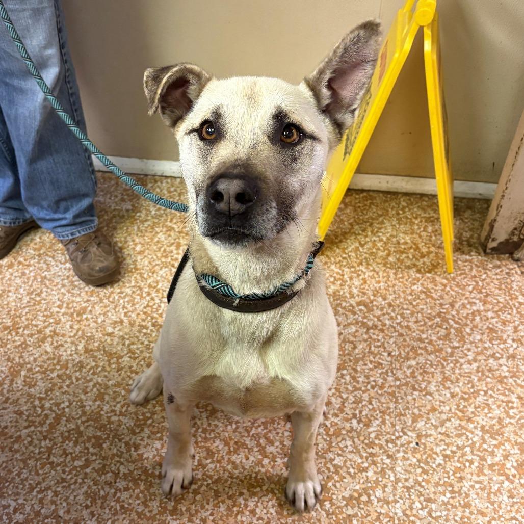 Enlarge Ranger, a Adoptable mixed breed in Chehalis, WA image 1/2
