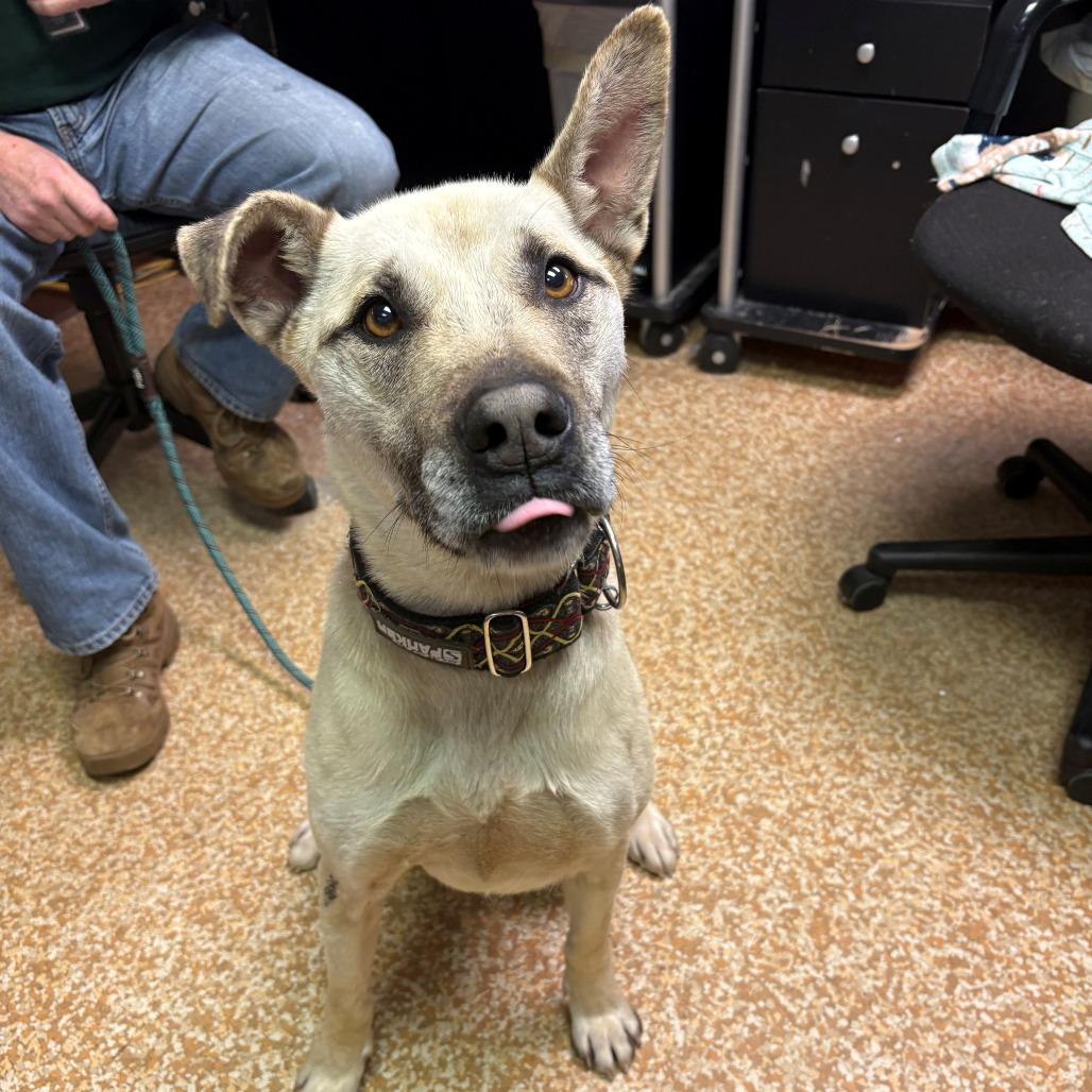 Enlarge Ranger, a Adoptable mixed breed in Chehalis, WA image 2/2