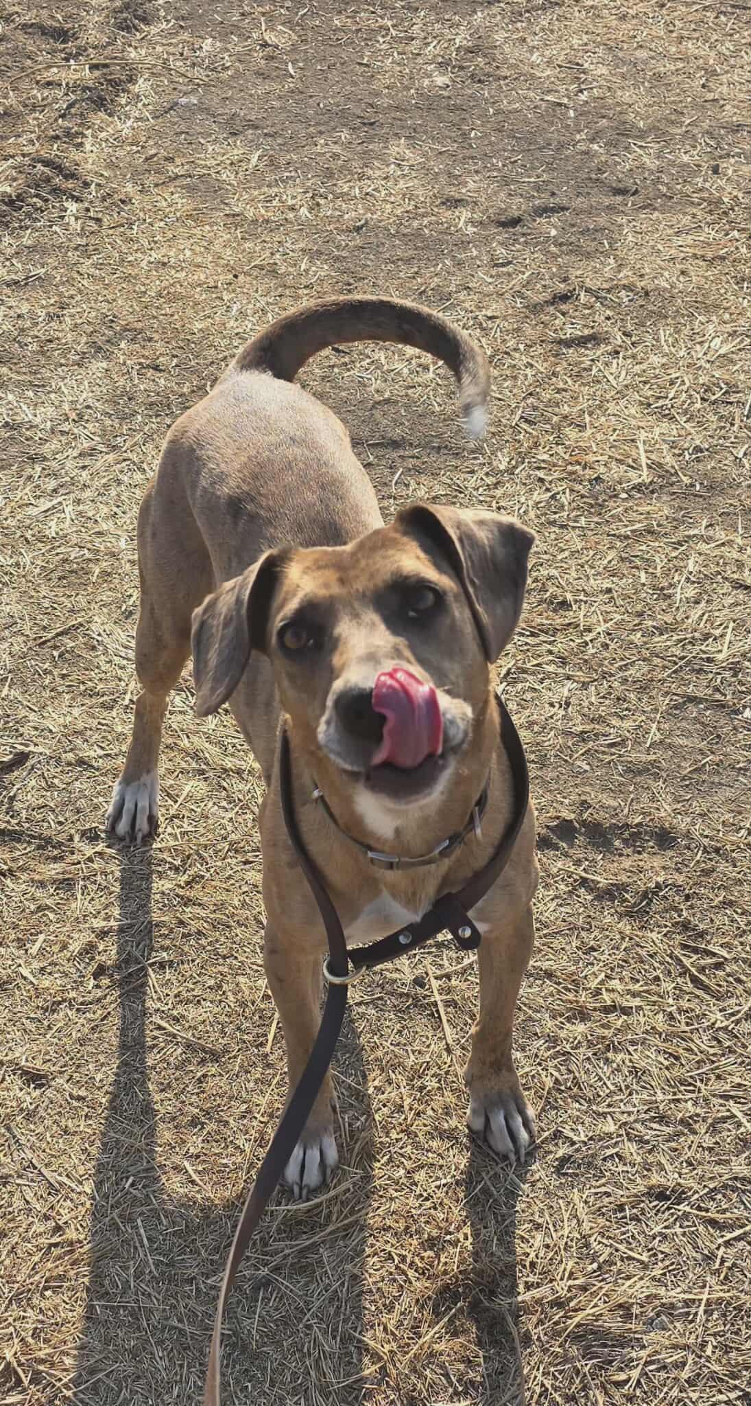 Enlarge Aki: RIDGE DOG IN TRAINING @ LOCAL PRISON, a ADOPTABLE mixed breed in Othello, WA image 1/2