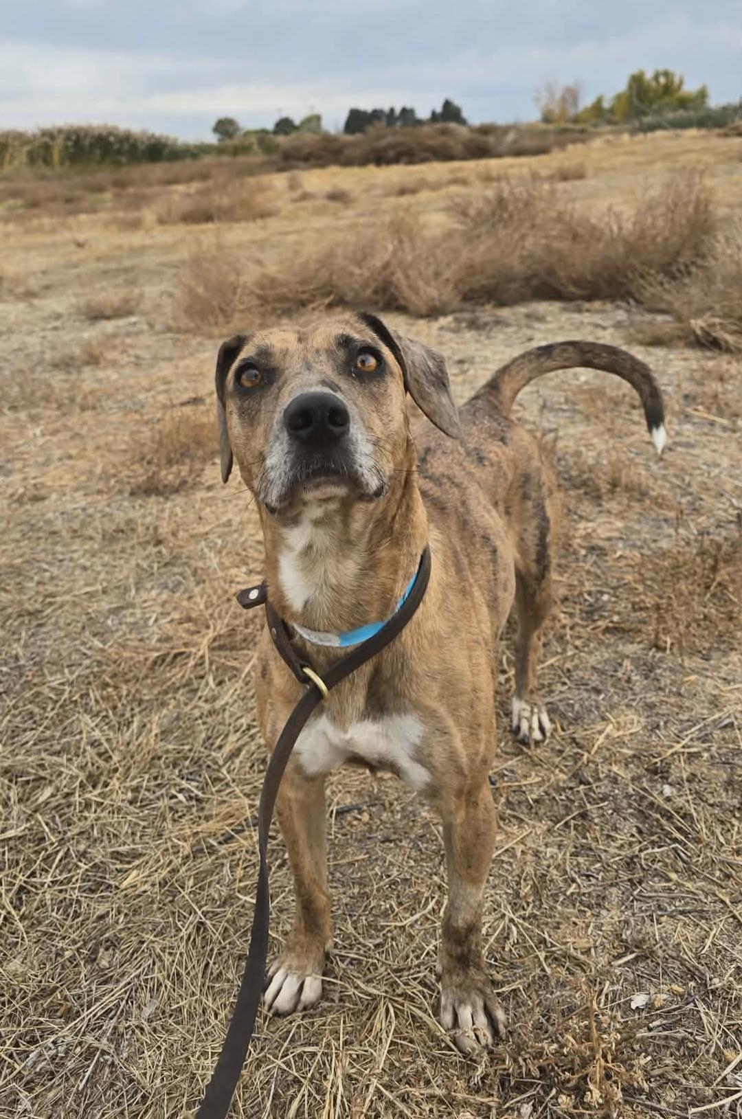 Enlarge Aki: RIDGE DOG IN TRAINING @ LOCAL PRISON, a ADOPTABLE mixed breed in Othello, WA image 2/2