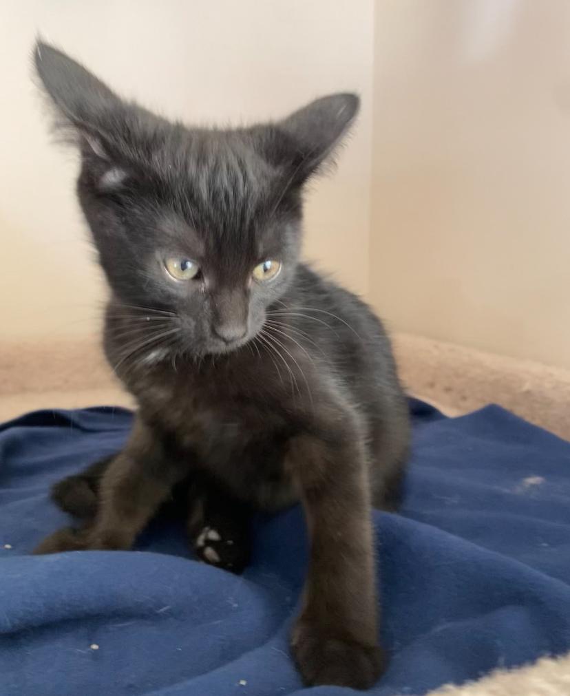 P Kittens Peanut and Popcorn, a Adoptable Domestic Medium Hair in Waterdown, ON image 5/5