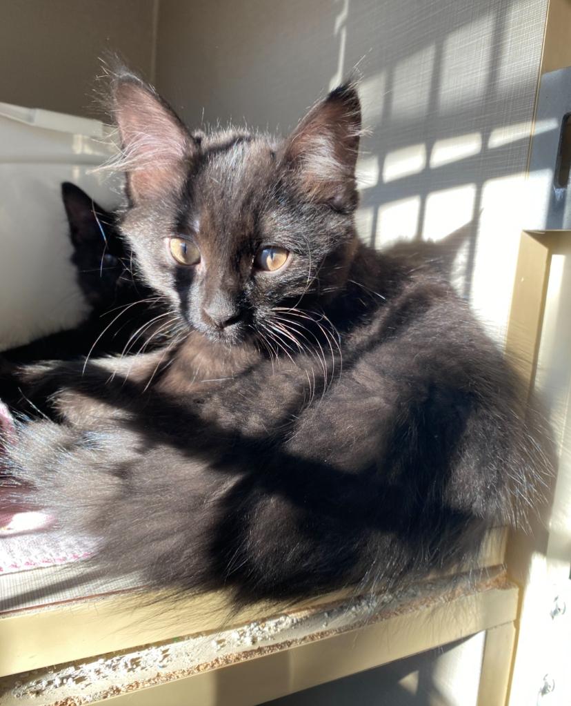P Kittens Peanut and Popcorn, a Adoptable Domestic Medium Hair in Waterdown, ON image 1/5