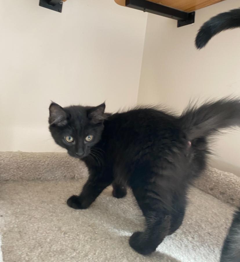 P Kittens Peanut and Popcorn