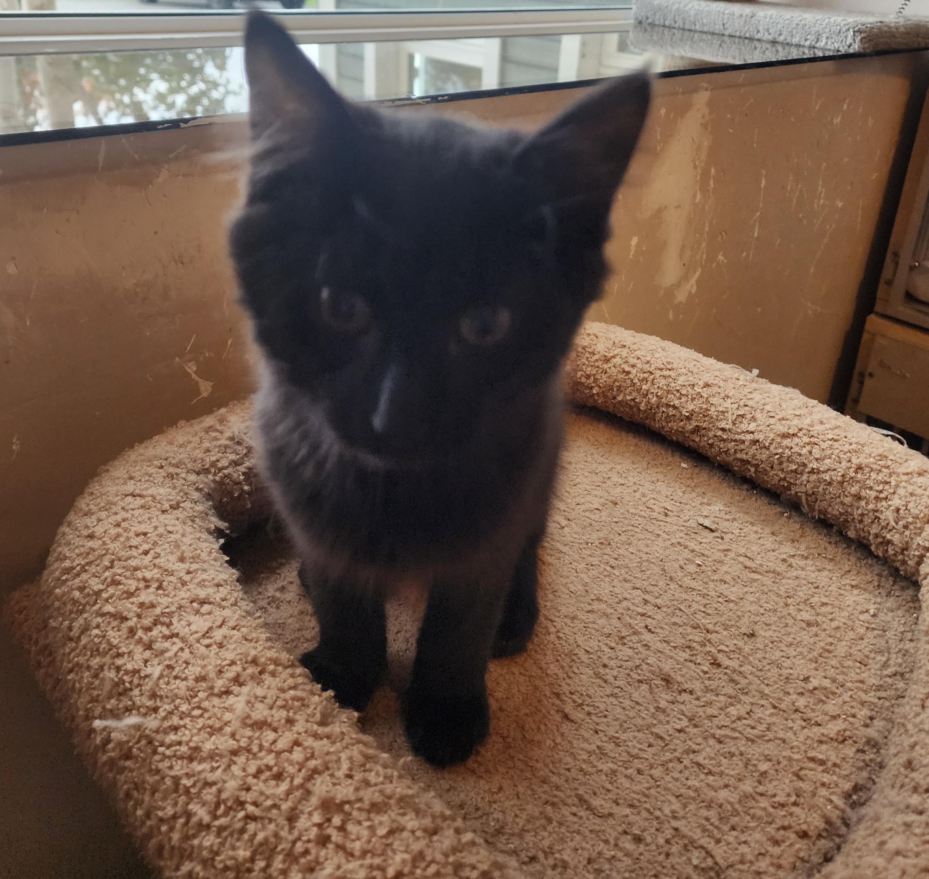 P Kittens Peanut and Popcorn, a Adoptable Domestic Medium Hair in Waterdown, ON image 4/5