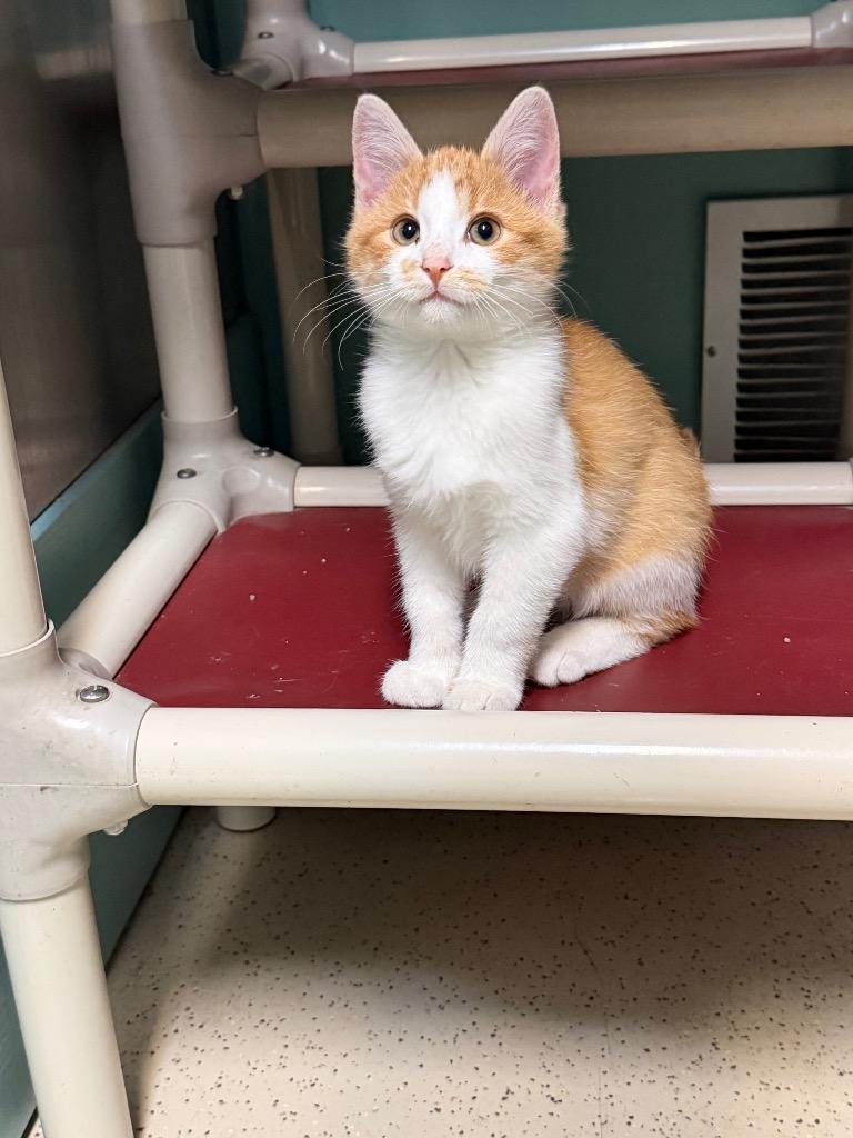 Enlarge Butter, a Adoptable Domestic Short Hair in Amery, WI image 2/3