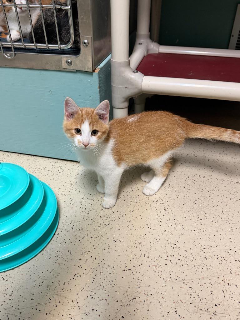 Enlarge Butter, a Adoptable Domestic Short Hair in Amery, WI image 3/3