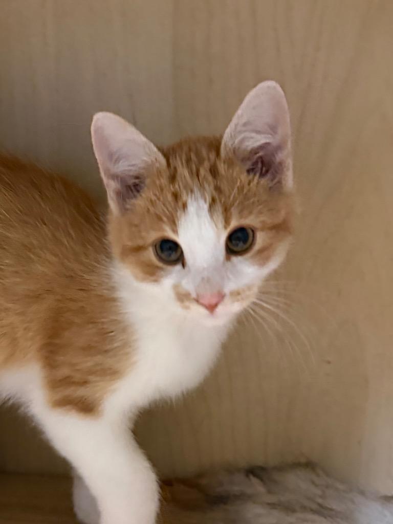 Butter, Adoptable, Kitten Male Domestic Short Hair.