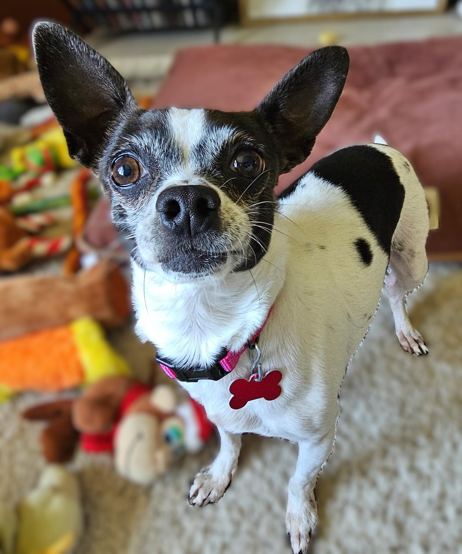 Enlarge Pepper, a Adoptable mixed breed in Lisbon, IA image 4/6