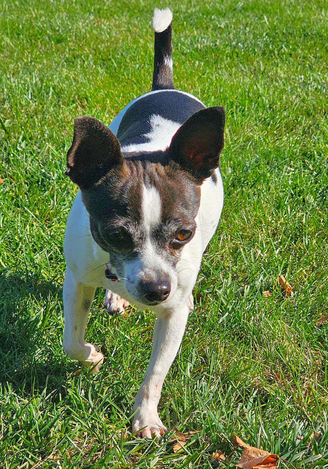 Enlarge Pepper, a Adoptable mixed breed in Lisbon, IA image 5/6
