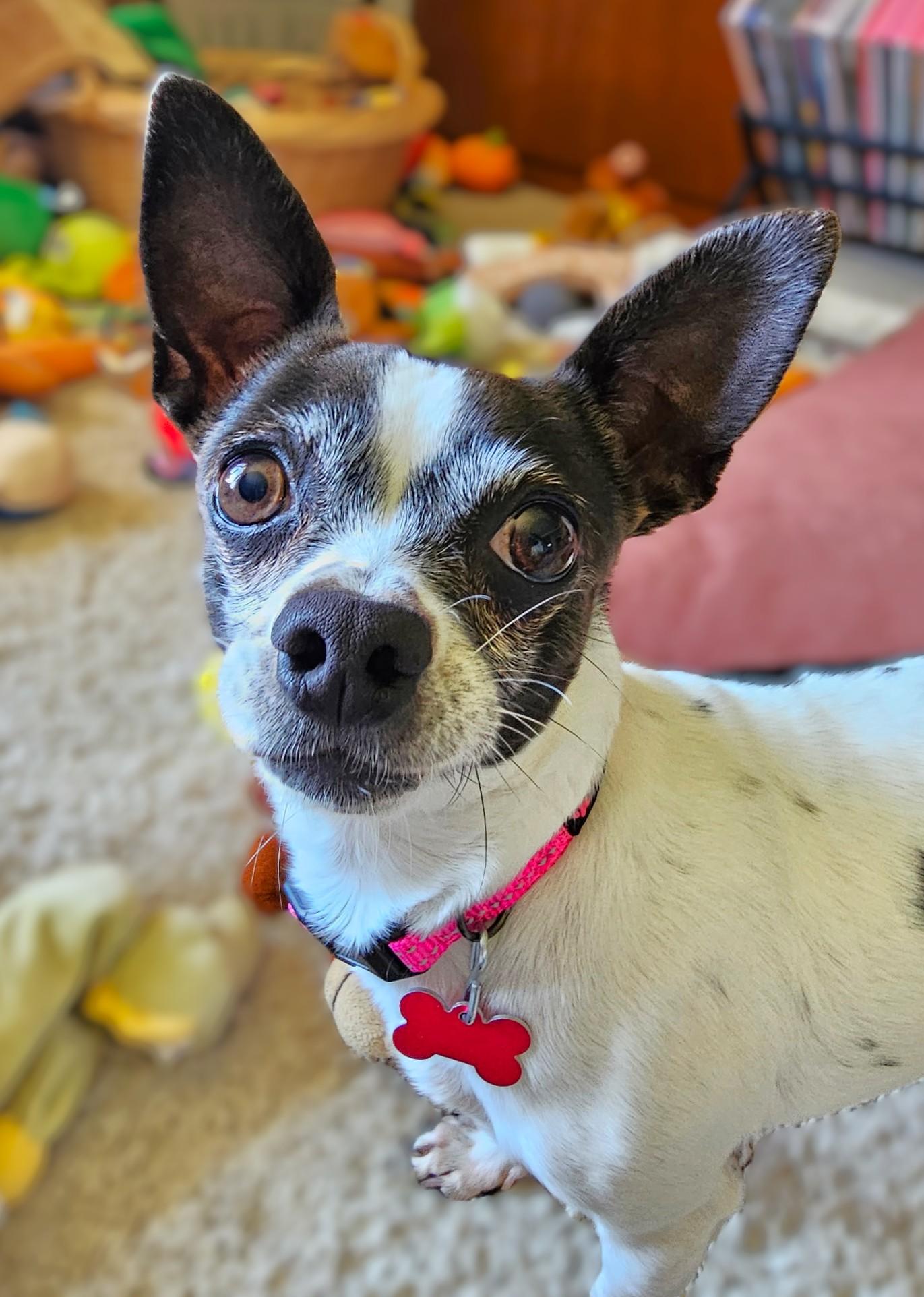 Enlarge Pepper, a Adoptable mixed breed in Lisbon, IA image 1/6