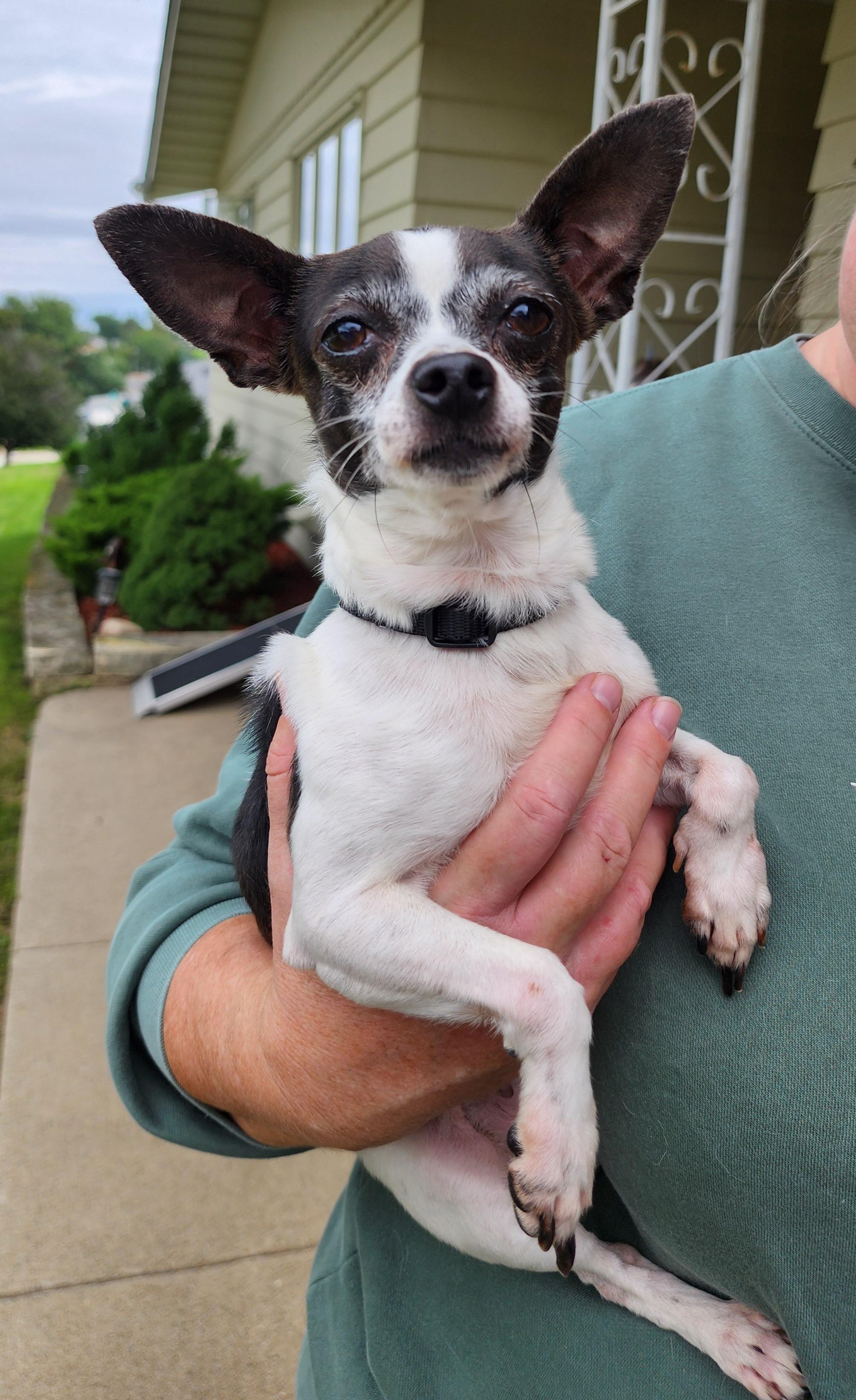Enlarge Pepper, a Adoptable mixed breed in Lisbon, IA image 2/6