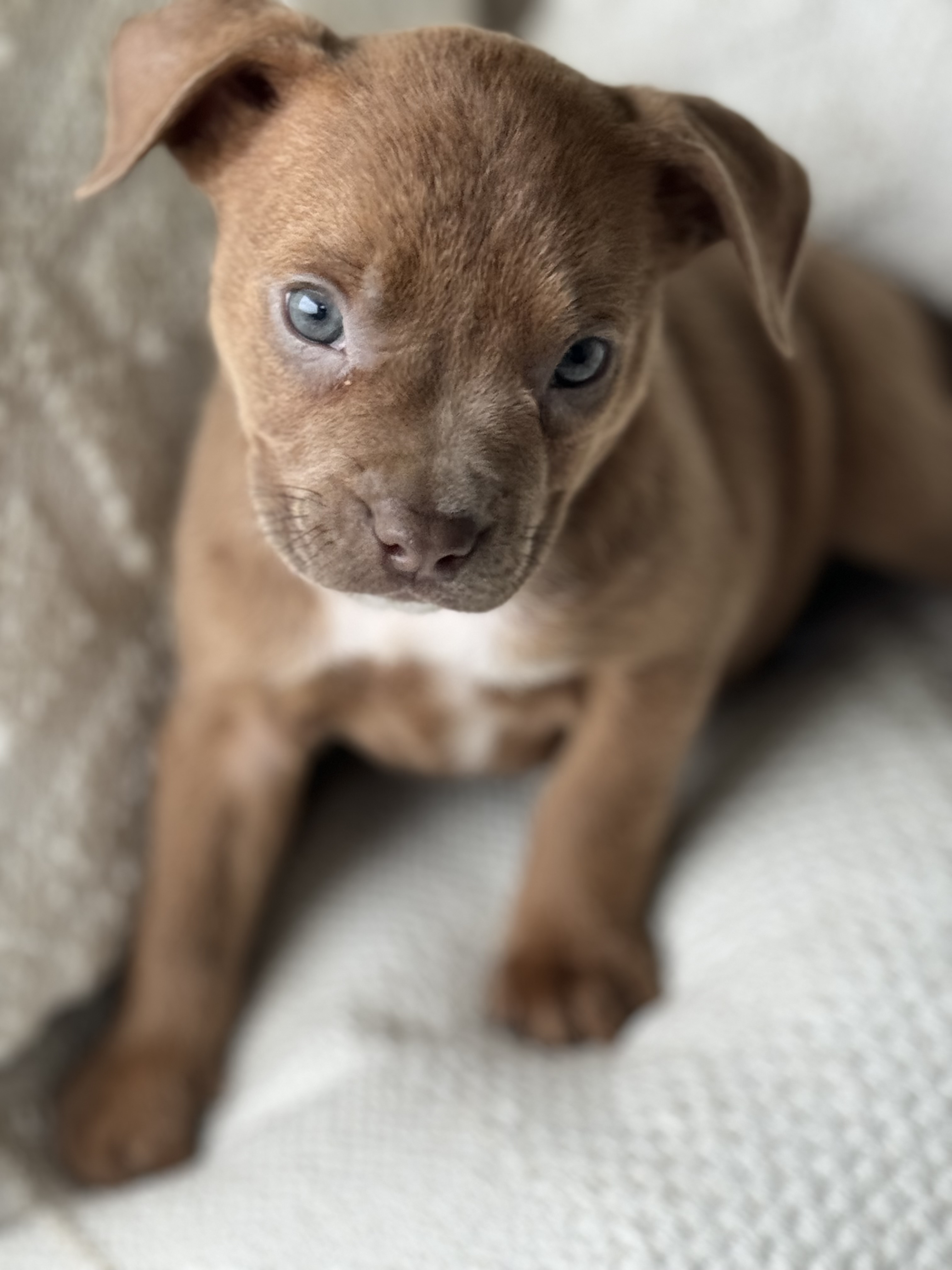 Kitty (Momma Fawnie pup)