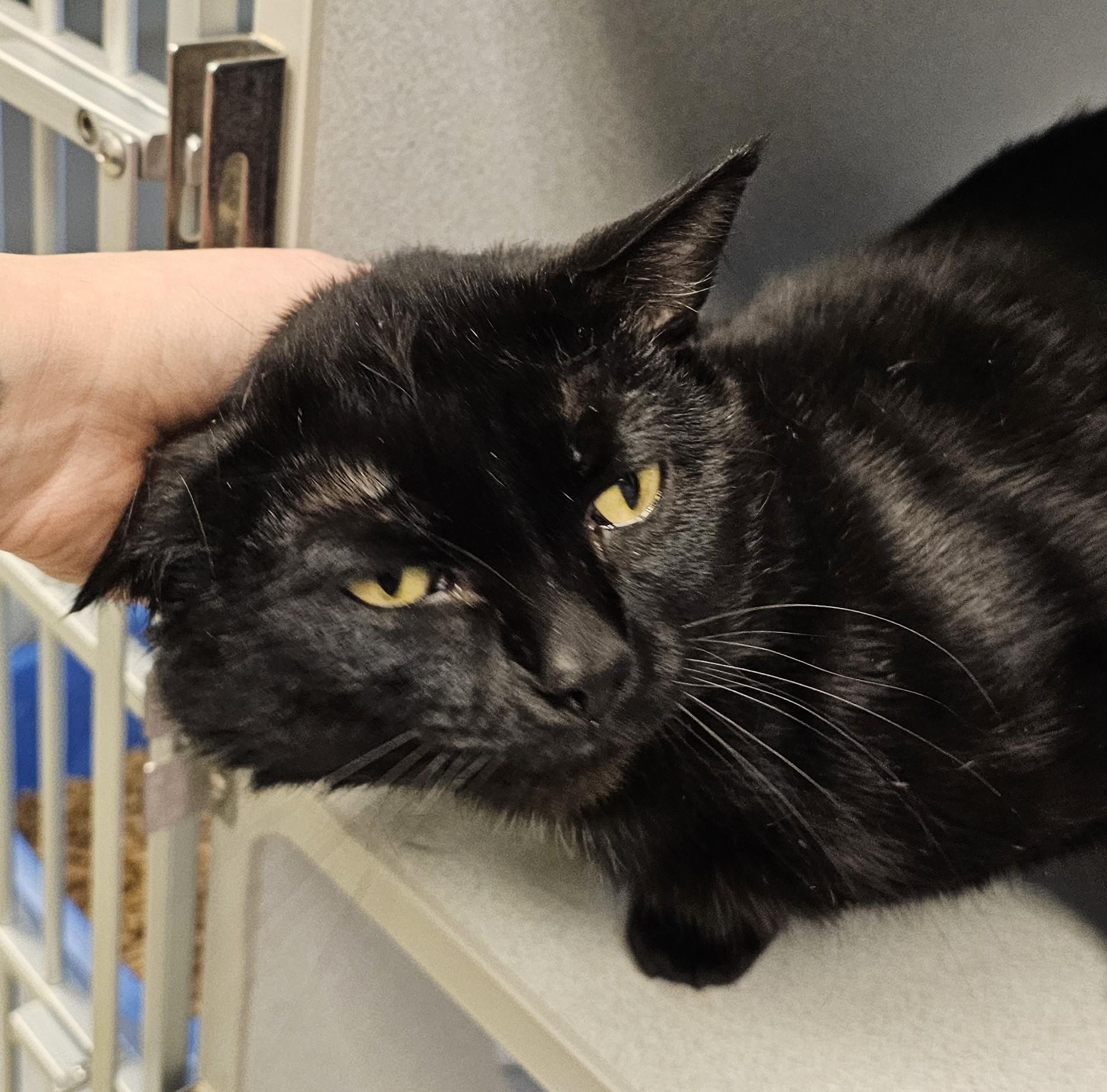 Enlarge Irish, a ADOPTABLE Domestic Short Hair in Cedar Rapids, IA image 2/4