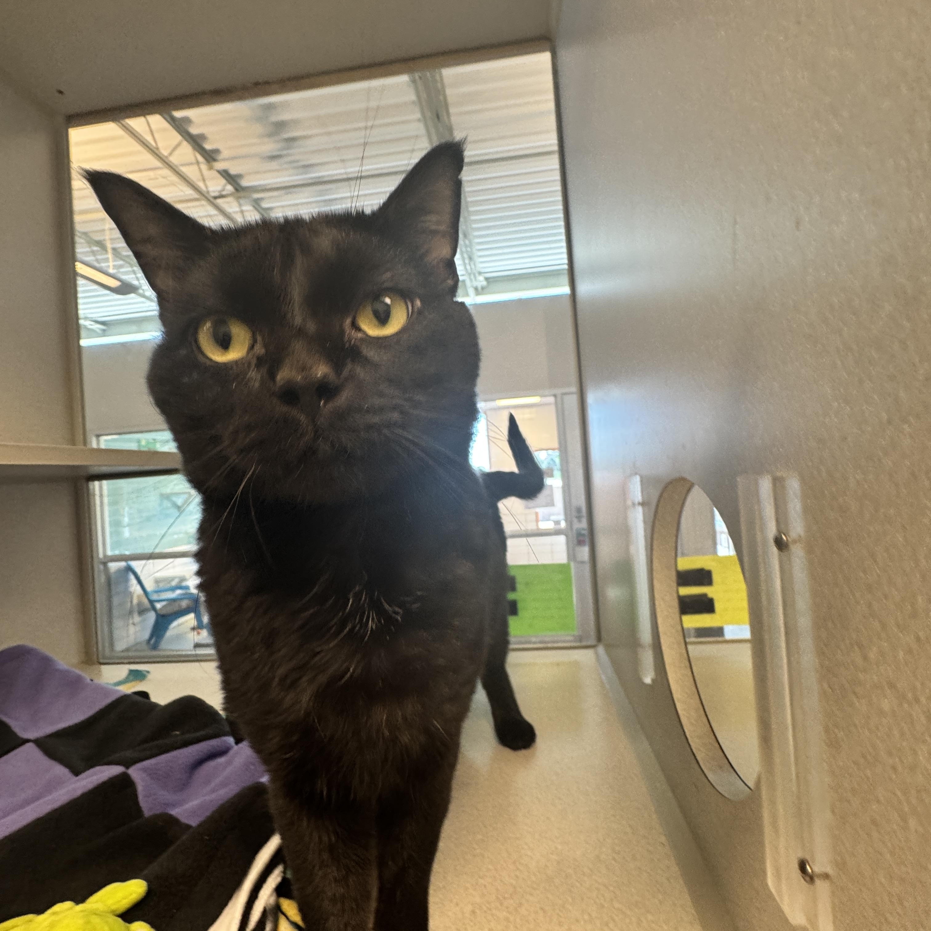 Irish, a ADOPTABLE Domestic Short Hair in Cedar Rapids, IA image 2/4