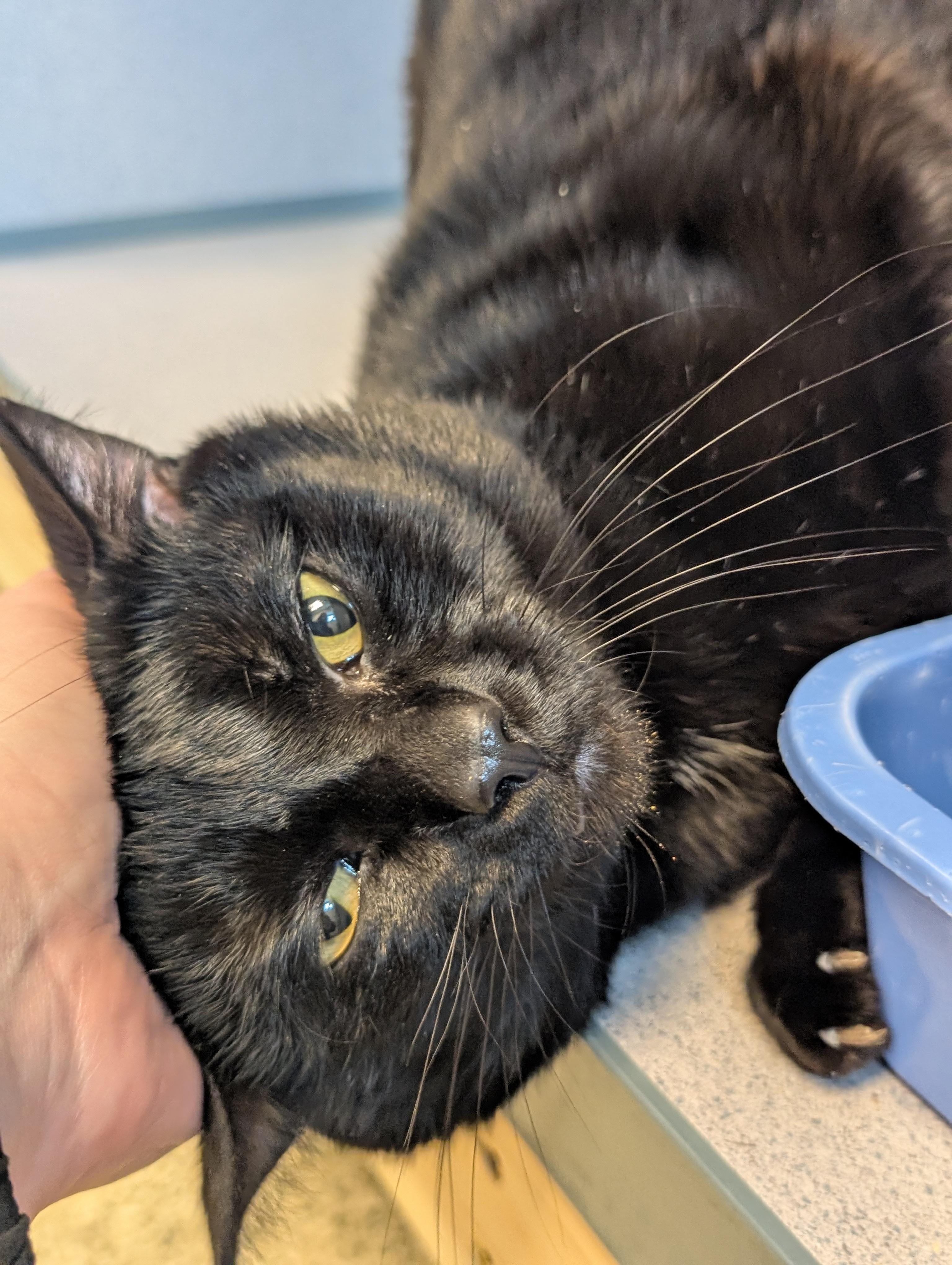 Enlarge Irish, a ADOPTABLE Domestic Short Hair in Cedar Rapids, IA image 1/4