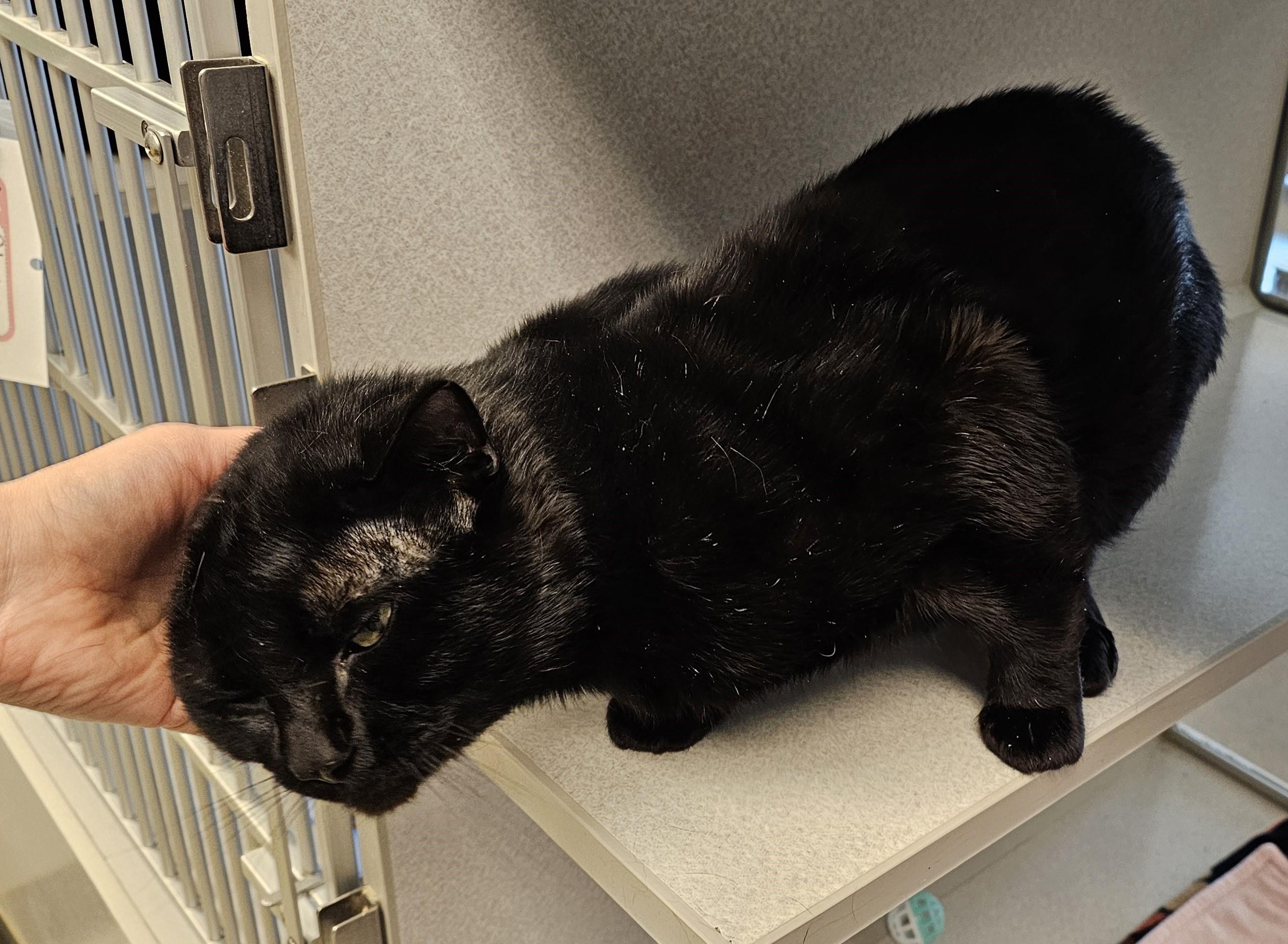 Enlarge Irish, a ADOPTABLE Domestic Short Hair in Cedar Rapids, IA image 3/4