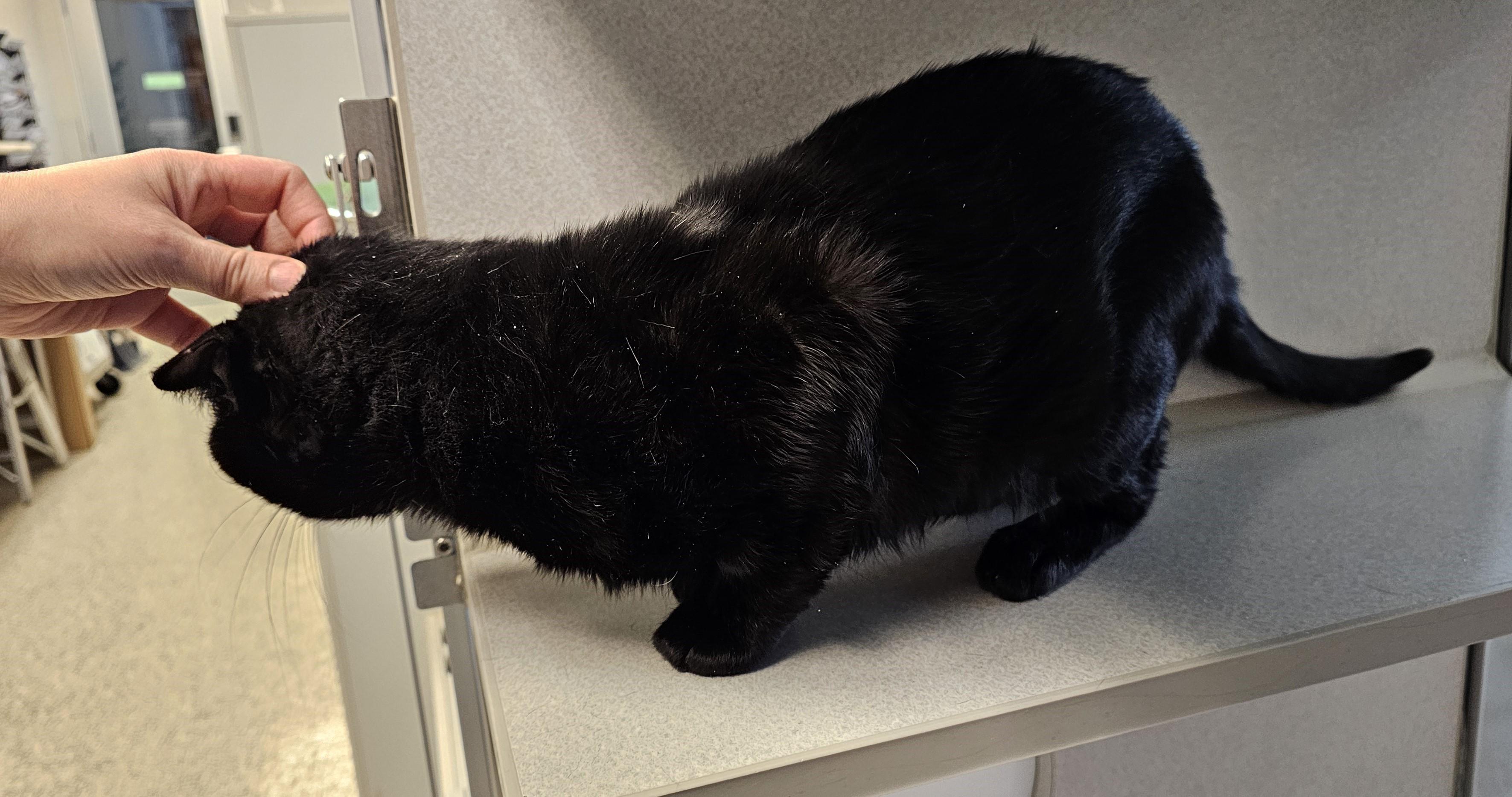 Enlarge Irish, a ADOPTABLE Domestic Short Hair in Cedar Rapids, IA image 4/4