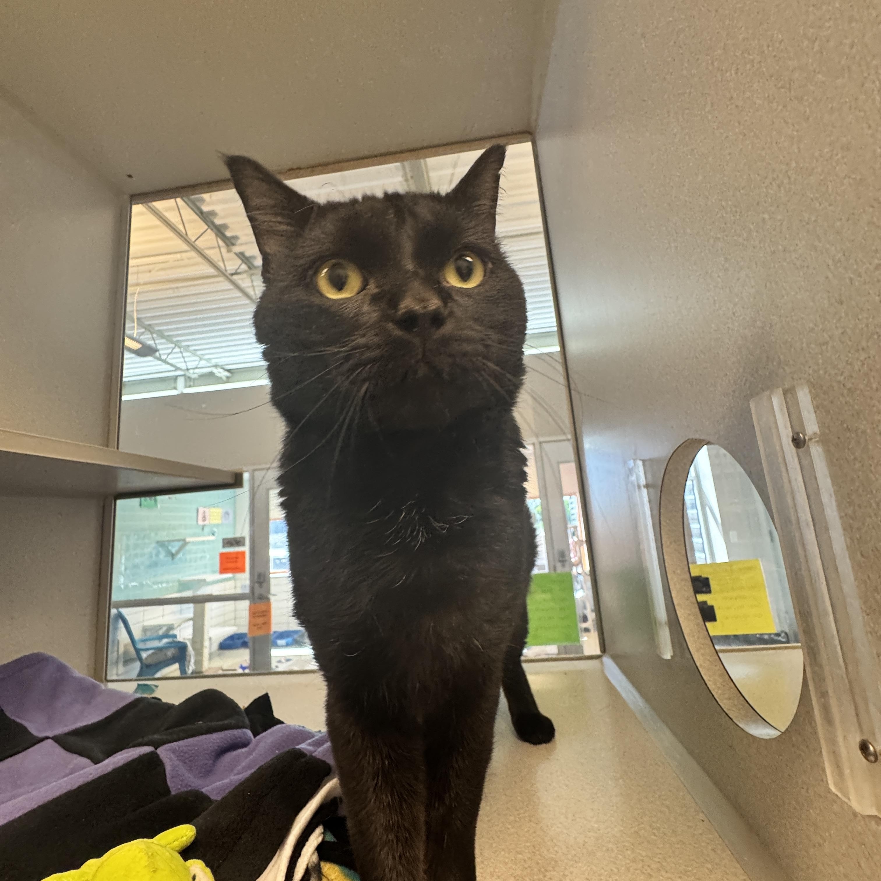 Irish, ADOPTABLE, Adult Male Domestic Short Hair.