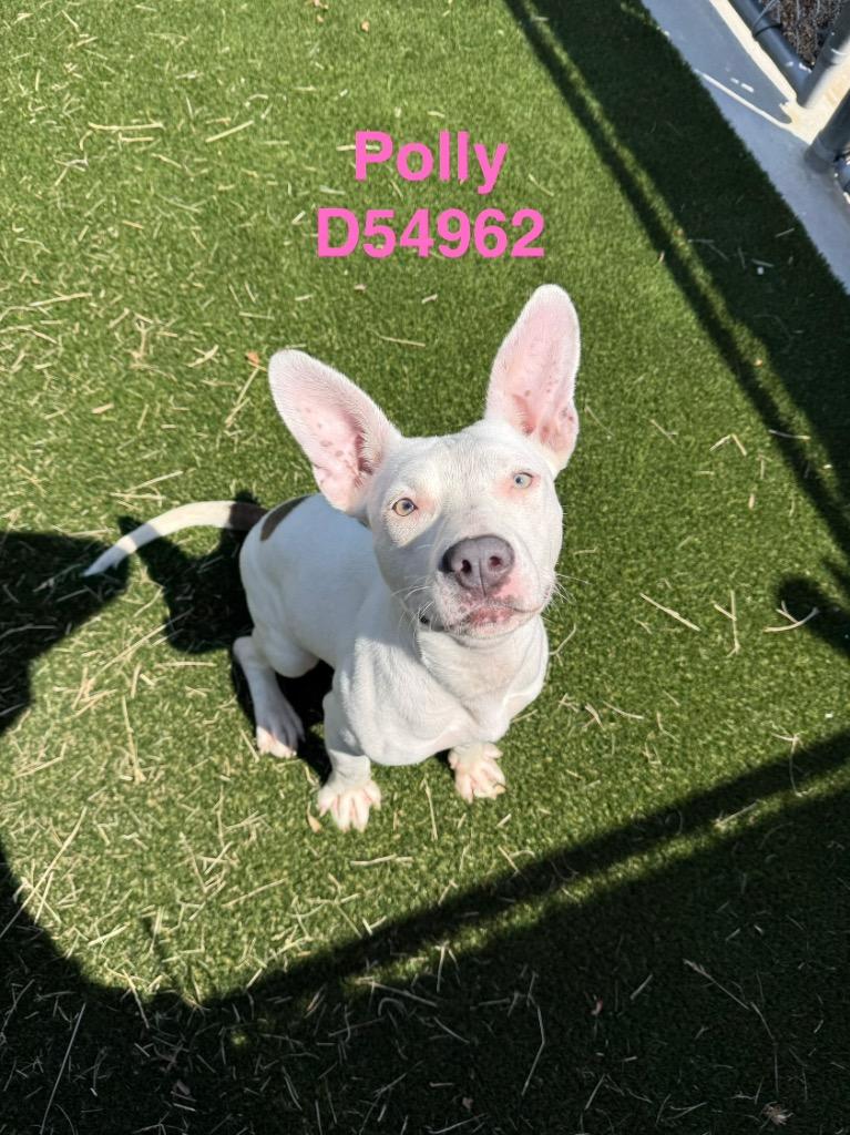 Polly, Adoptable, Puppy Female Pit Bull Terrier.
