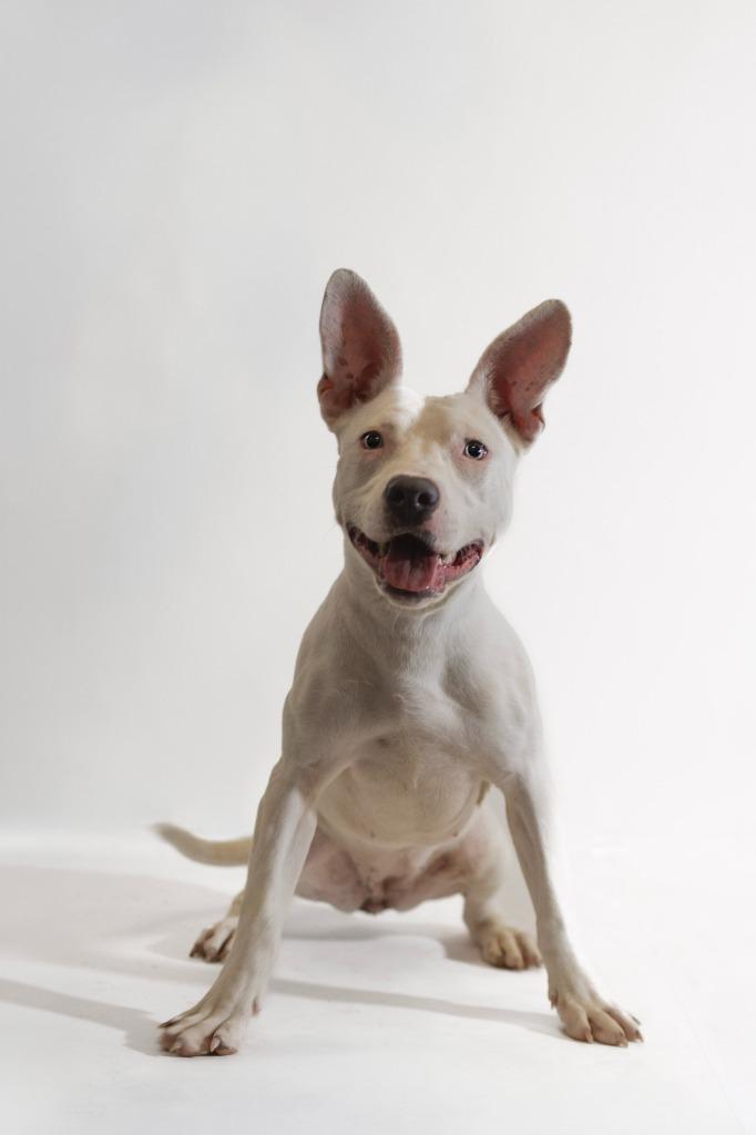 Polly, a Adoptable Pit Bull Terrier in Clarksville, TN image 2/3