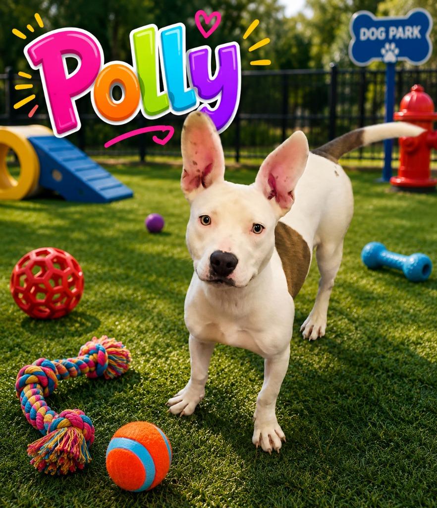 Polly, a Adoptable Pit Bull Terrier in Clarksville, TN image 3/3