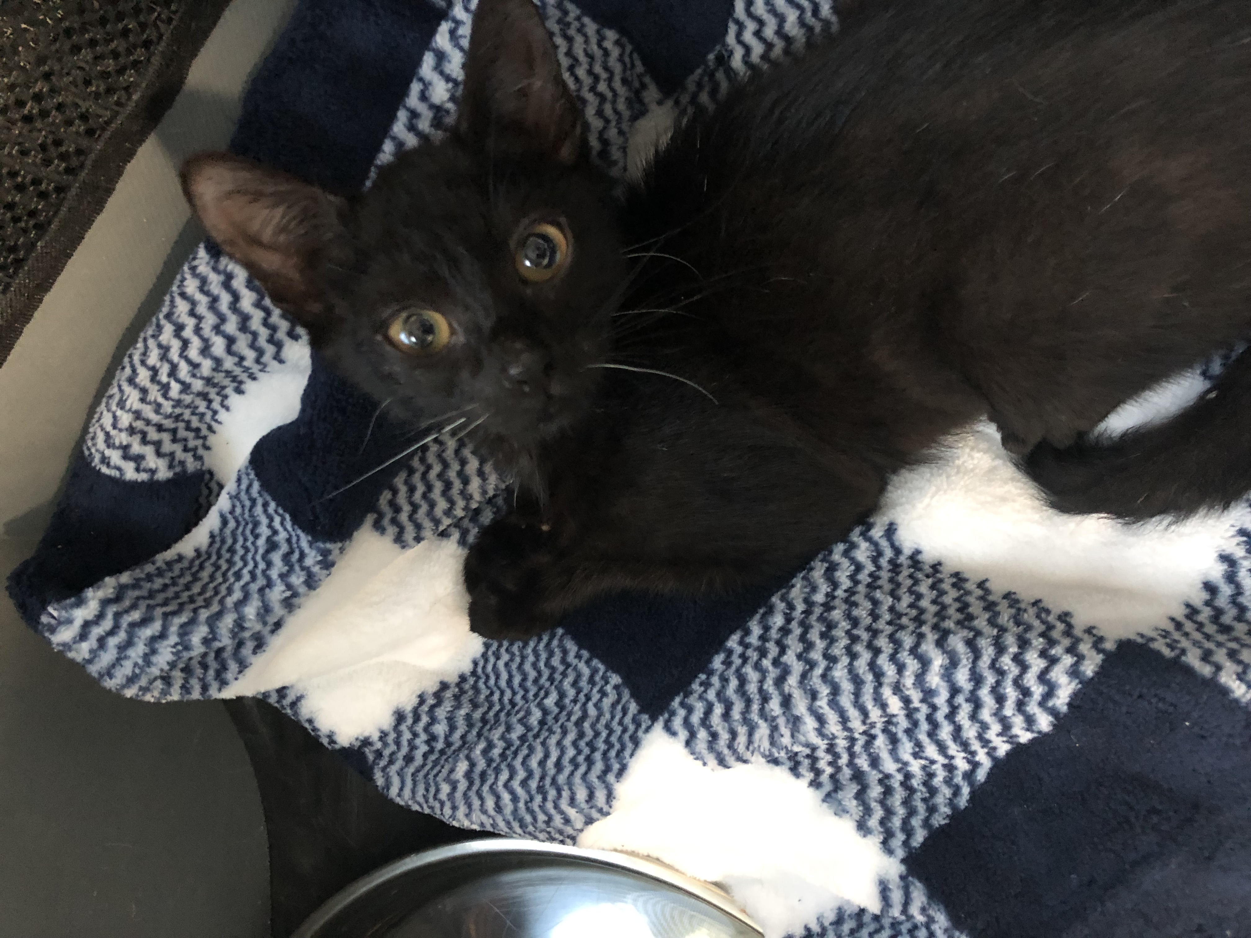 Cat for adoption Weeble, a Domestic Short Hair in North Haledon, NJ