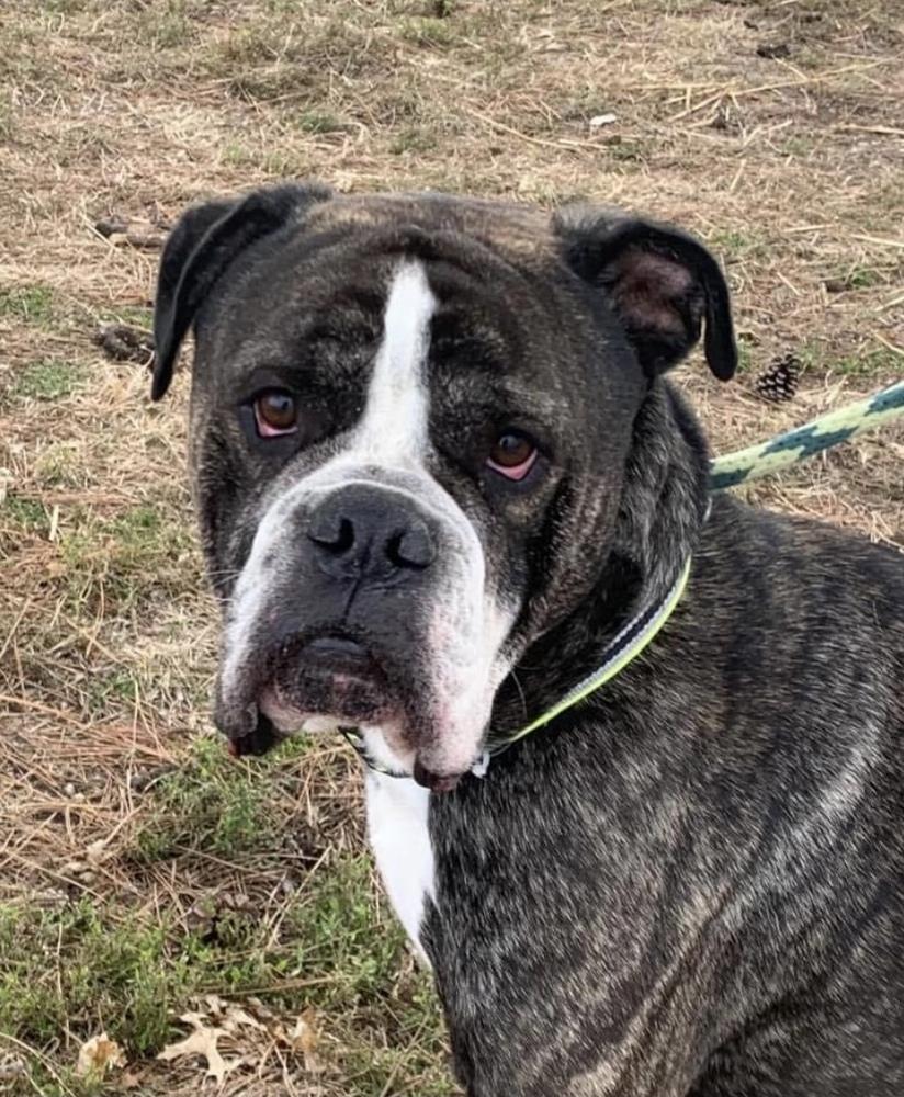 Oliver, Adoptable, Adult Male English Bulldog.