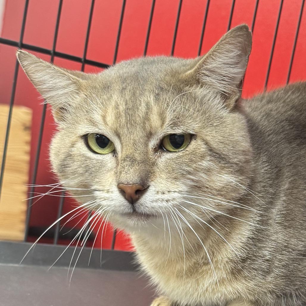 Enlarge Pops, a Adoptable Domestic Medium Hair in Miami, FL image 1/6