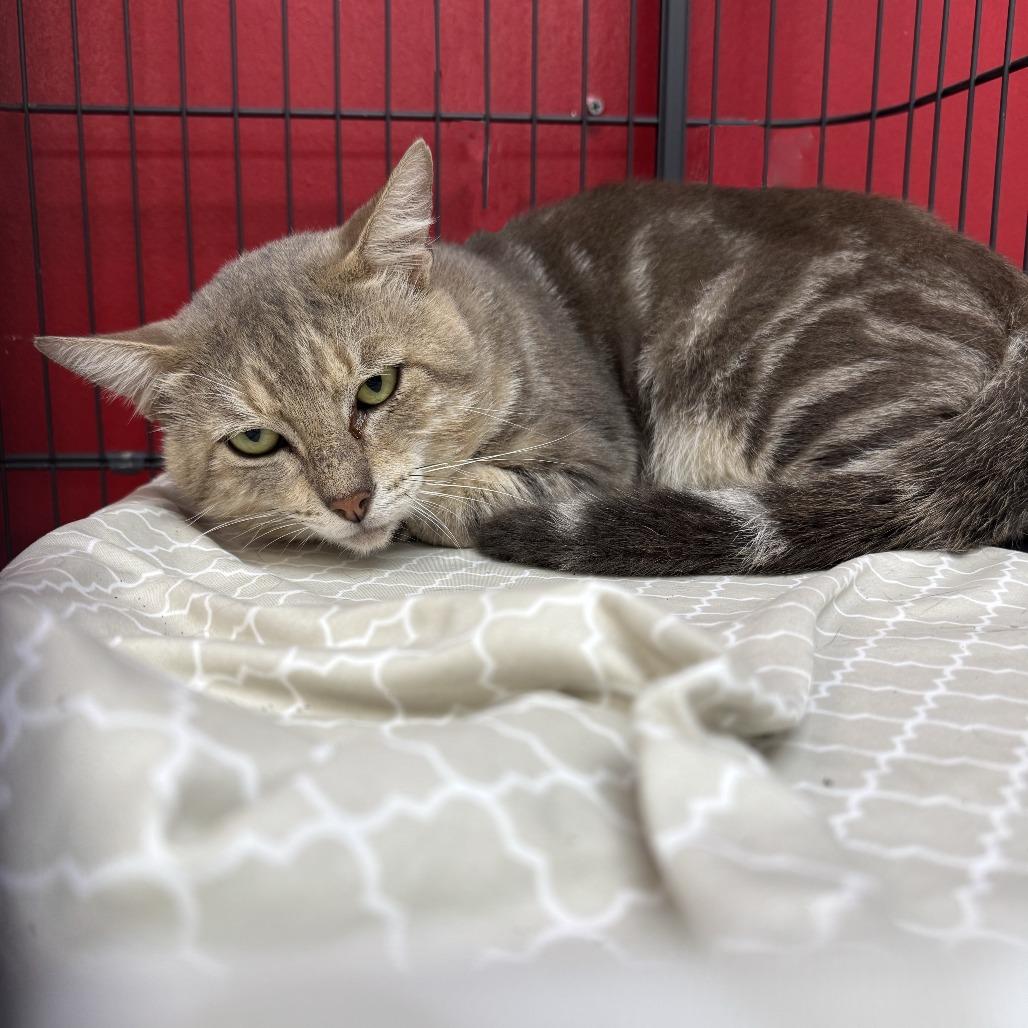 Enlarge Pops, a Adoptable Domestic Medium Hair in Miami, FL image 2/6