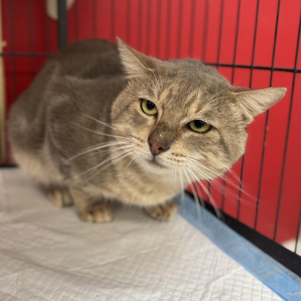 Enlarge Pops, a Adoptable Domestic Medium Hair in Miami, FL image 3/6