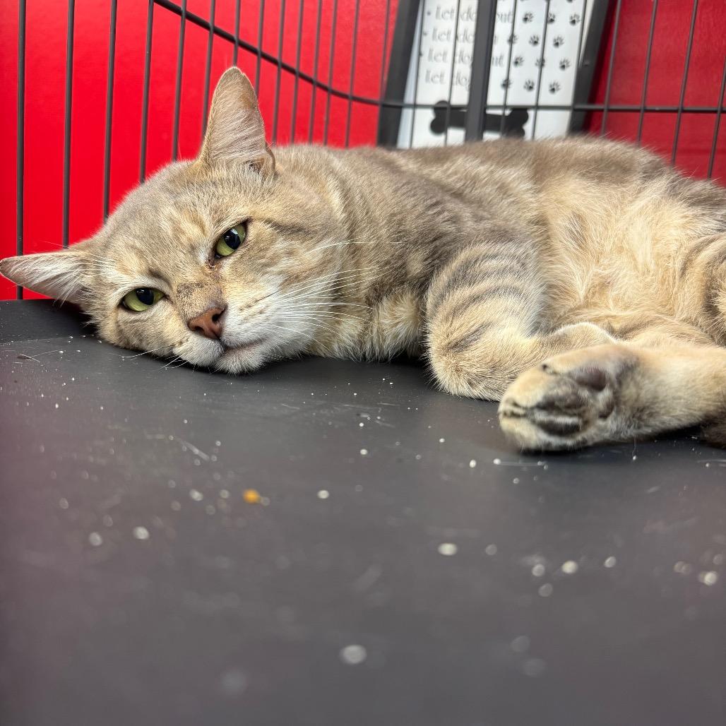 Enlarge Pops, a Adoptable Domestic Medium Hair in Miami, FL image 4/6