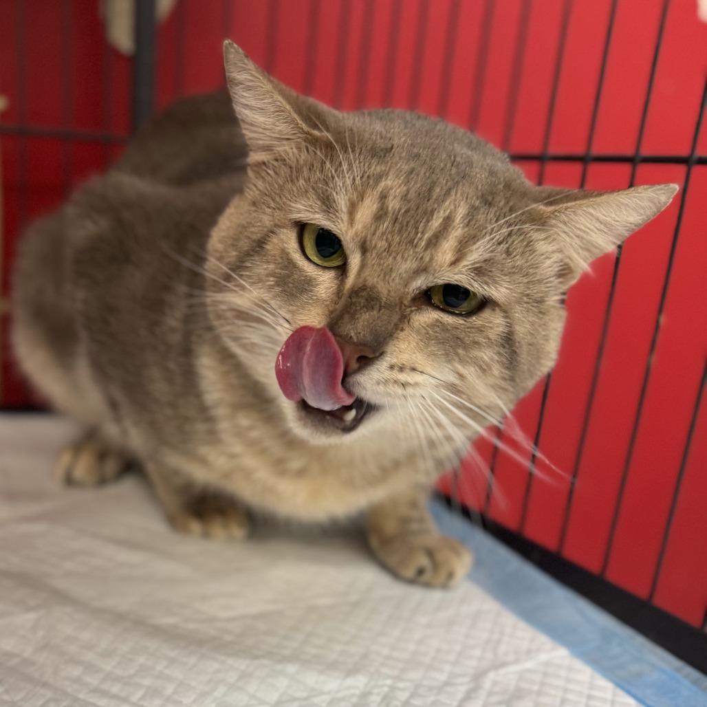 Enlarge Pops, a Adoptable Domestic Medium Hair in Miami, FL image 5/6