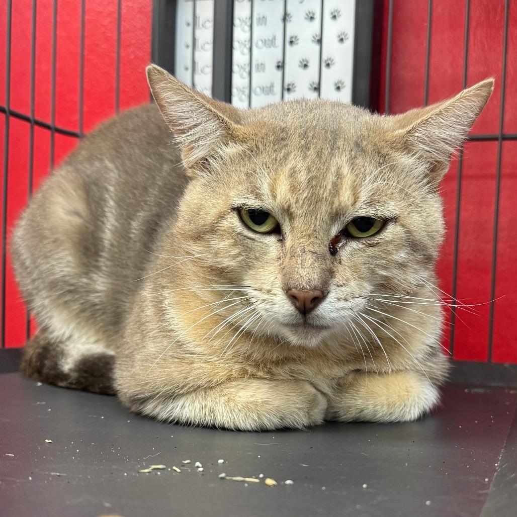 Enlarge Pops, a Adoptable Domestic Medium Hair in Miami, FL image 6/6