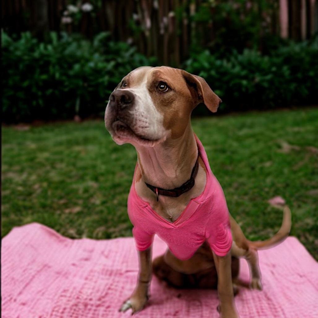 Enlarge Lenore, a Adoptable American Bulldog in Chico, CA image 1/6
