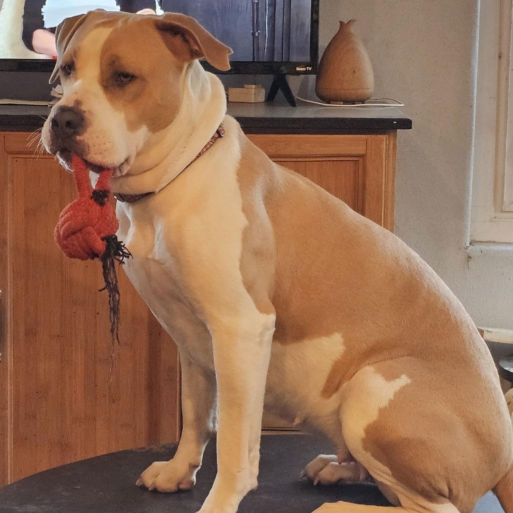 Enlarge Lenore, a Adoptable American Bulldog in Chico, CA image 2/6