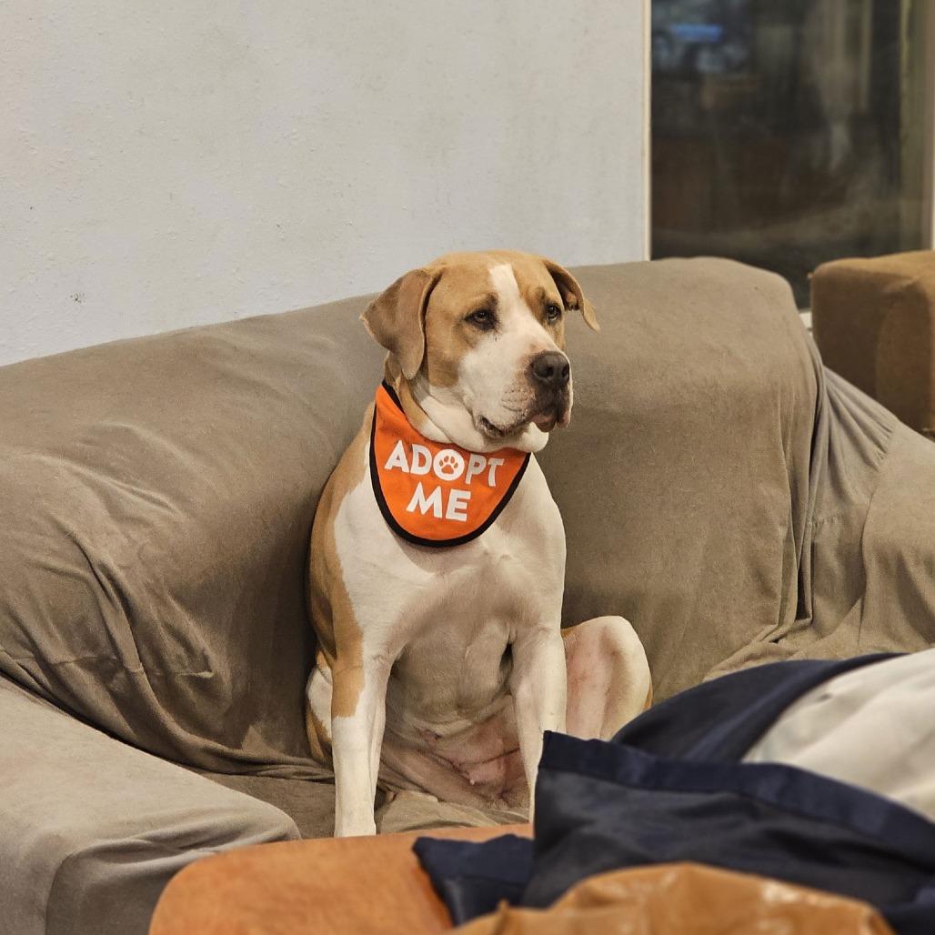 Enlarge Lenore, a Adoptable American Bulldog in Chico, CA image 3/6