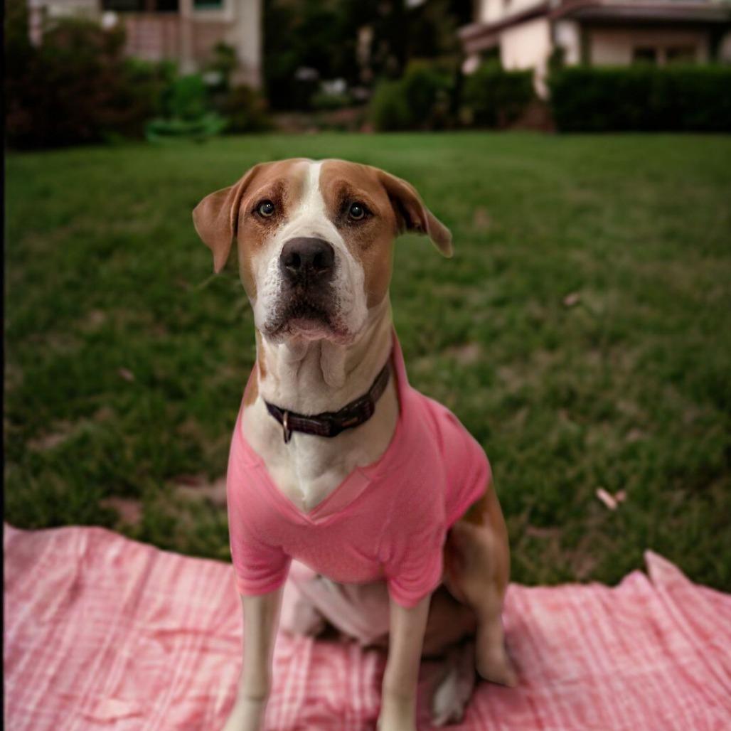 Enlarge Lenore, a Adoptable American Bulldog in Chico, CA image 4/6