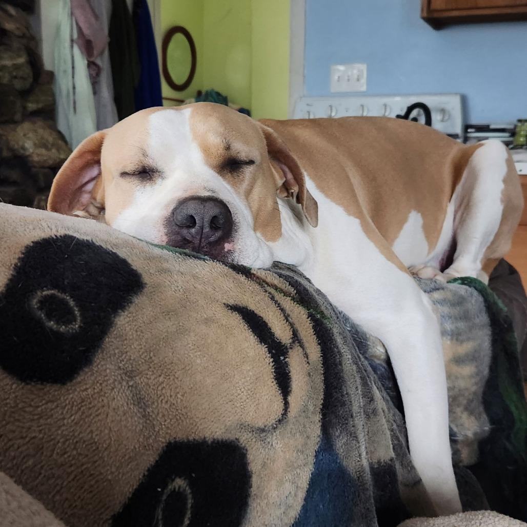 Enlarge Lenore, a Adoptable American Bulldog in Chico, CA image 5/6