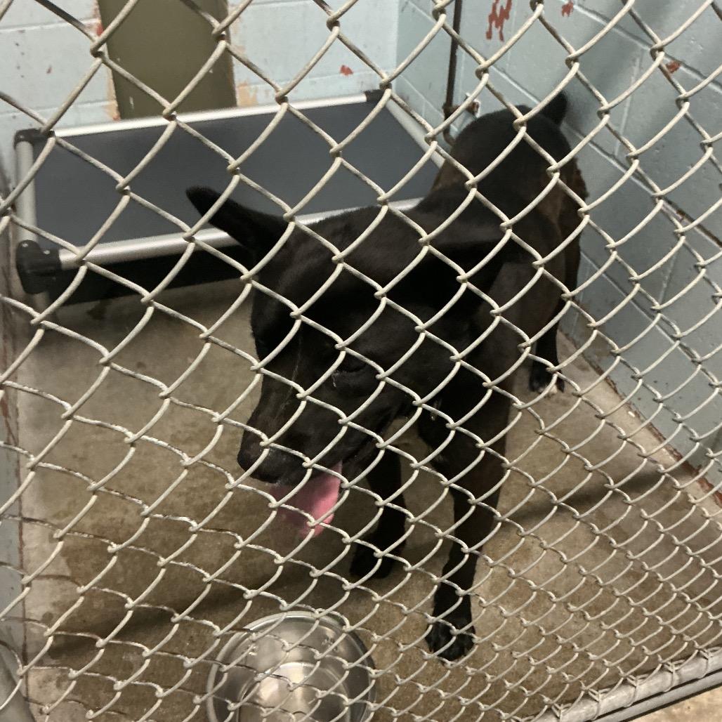 River (Xander), Adoptable, Adult Male Shepherd & Mixed Breed.