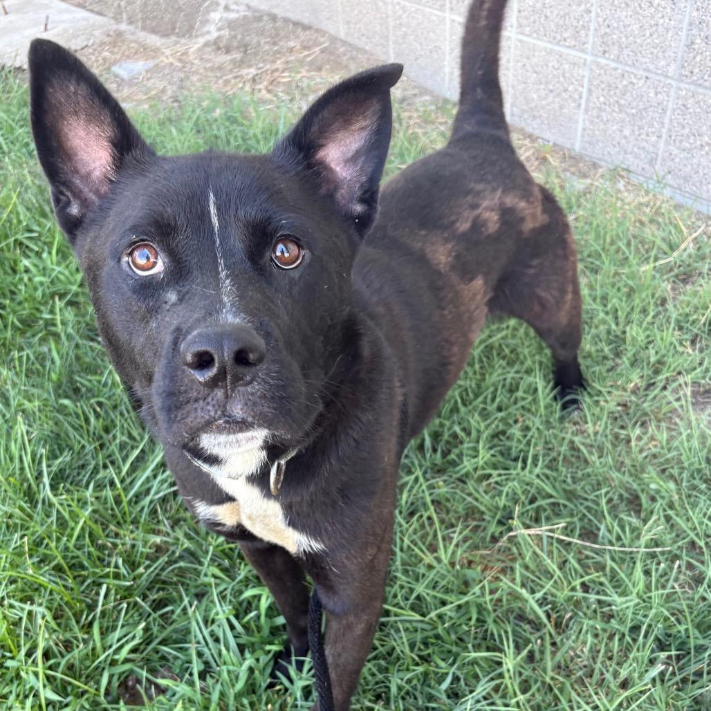 River (Xander), a Adoptable mixed breed in St Joseph, MO image 2/3