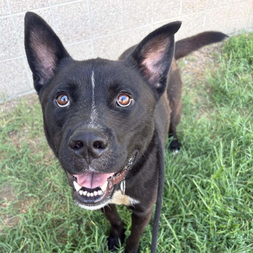 River (Xander), a Adoptable mixed breed in St Joseph, MO image 3/3