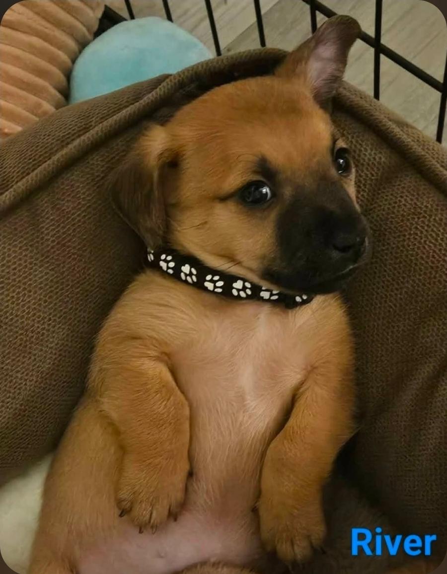 River, adopted, Puppy Male Chihuahua.