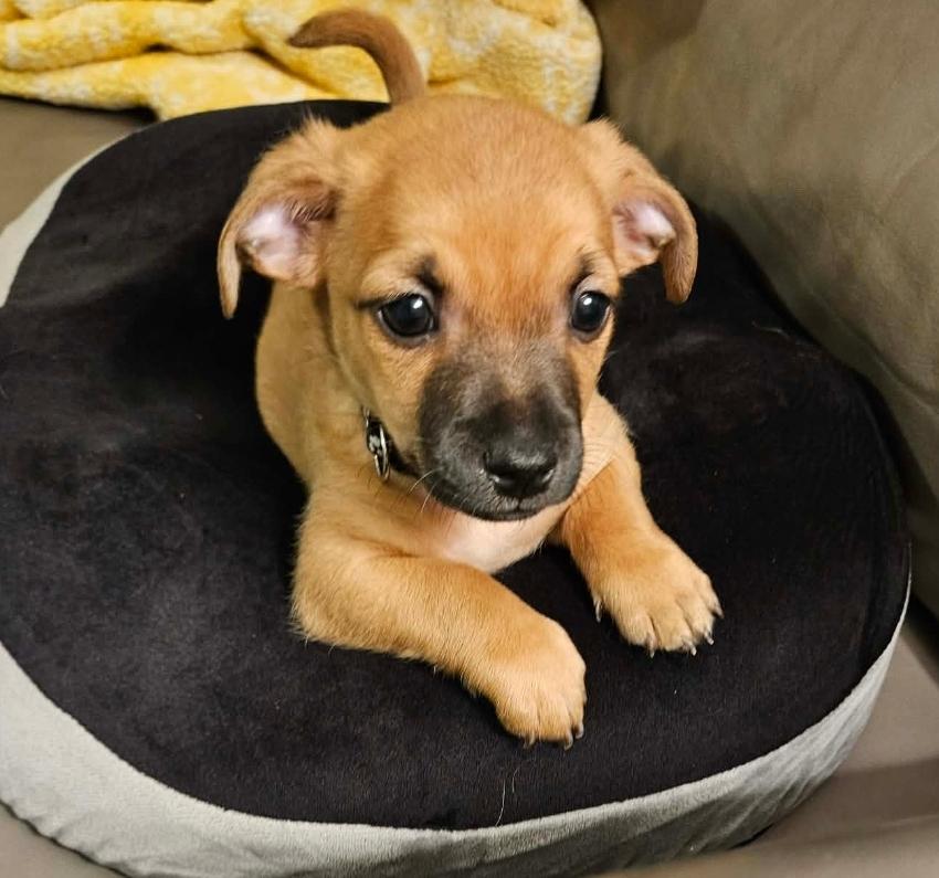 Enlarge River, an adopted mixed breed in Galt, CA image 5/5